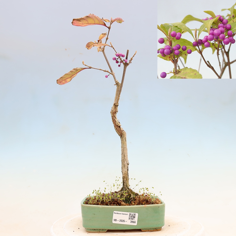 Bonsaï d'extérieur - Callicarpa bodinierova profusion