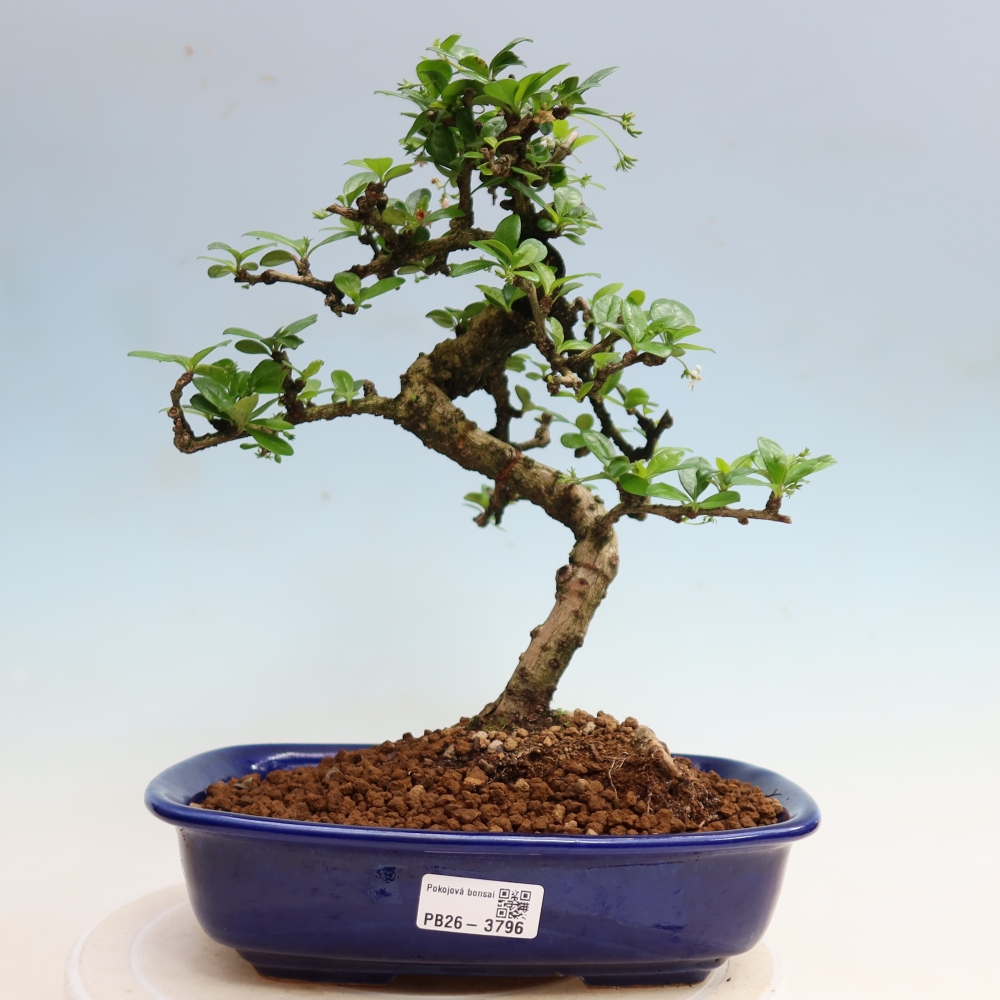 Bonsaï de chambre - Carmona macrophylla - Tea fuki