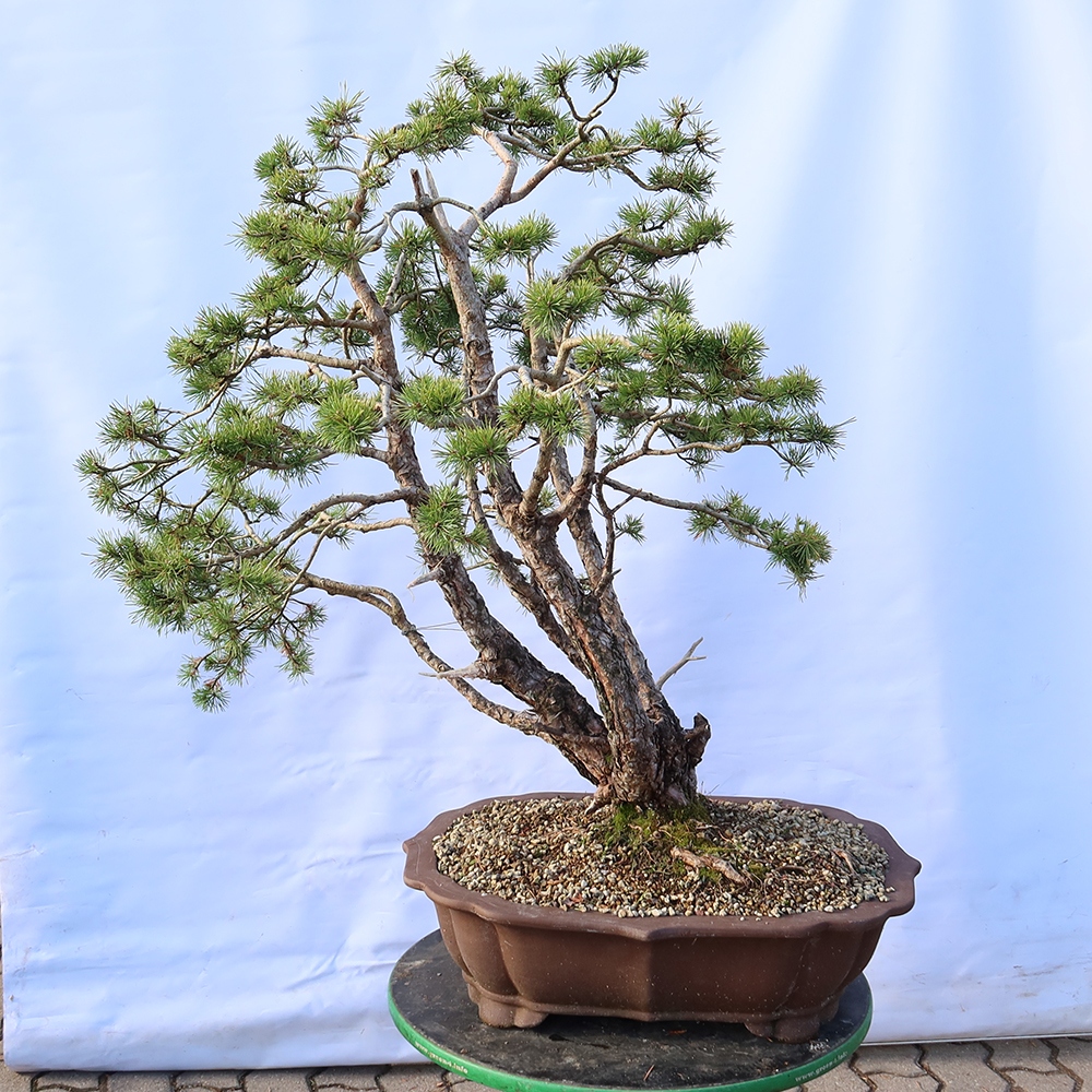 Pinus sylvestris Espagne - pin sylvestre