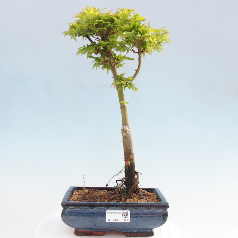 Bonsaï d'extérieur -Javor palm Acer palmatum Shishigashira