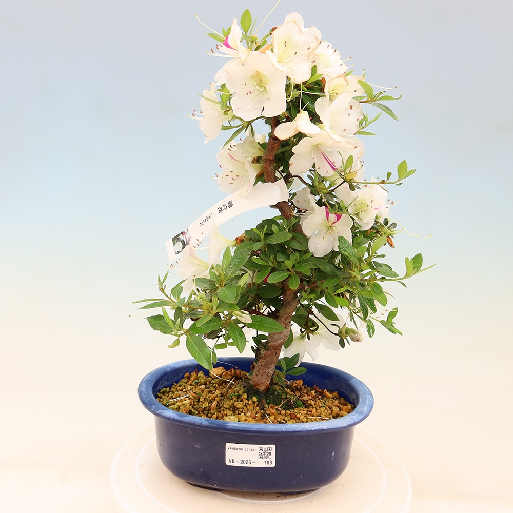 Bonsaï d'extérieur - Azalée japonaise - Azalea Yukigesho