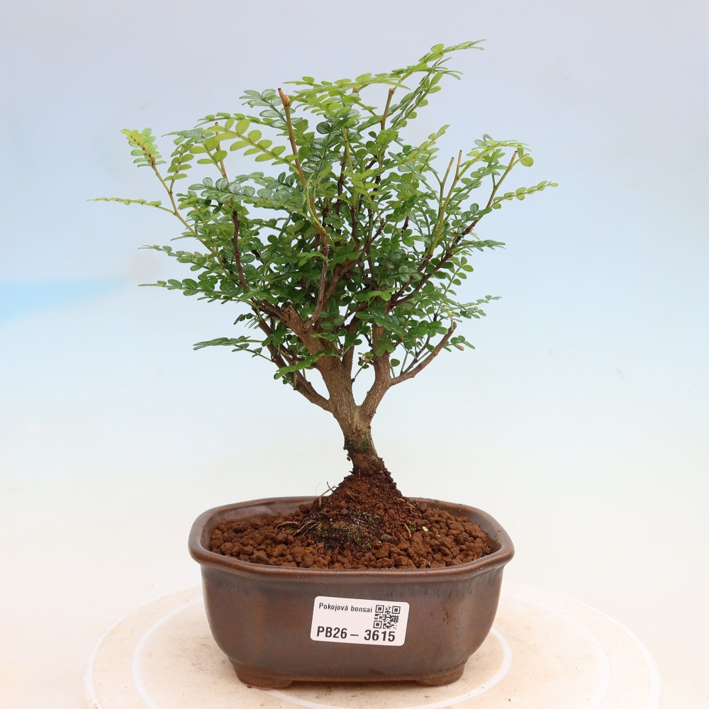 Salle bonsaï - Zantoxylum piperitum - arbre à poivre