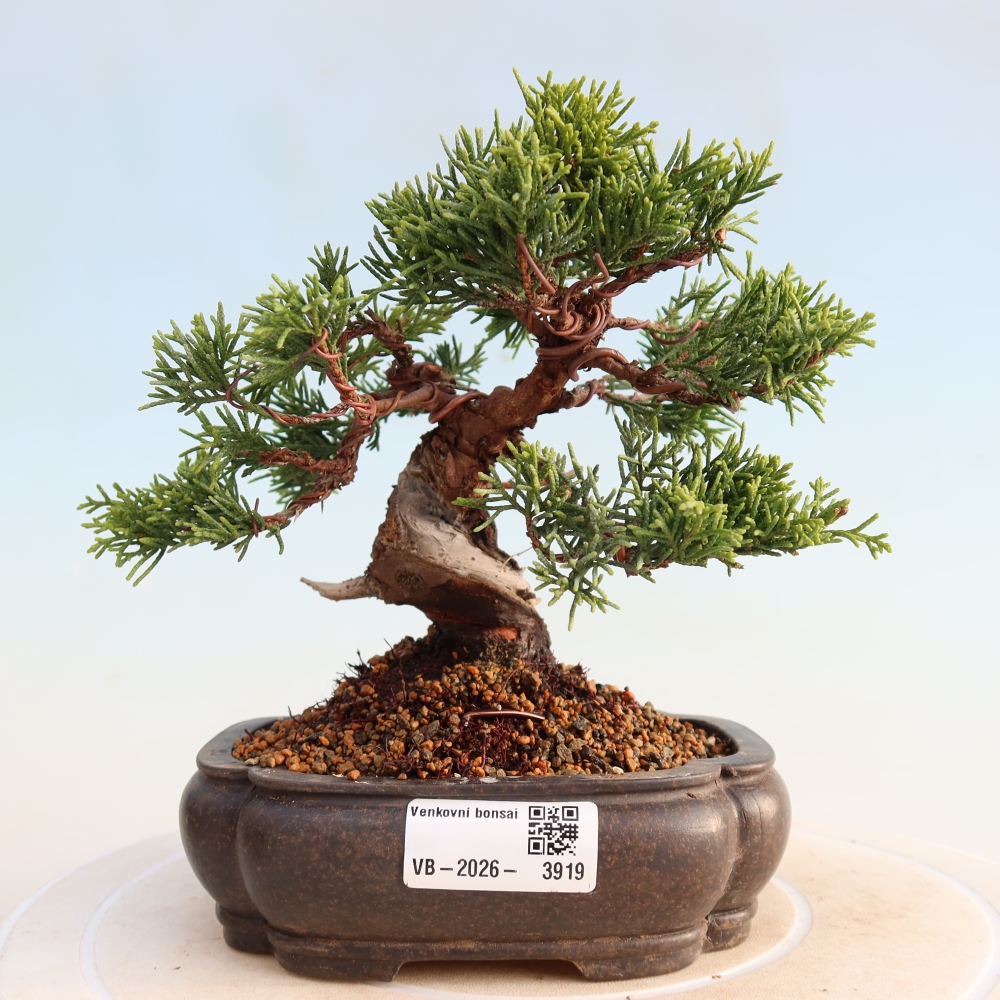 Bonsaï d'extérieur - Juniperus chinensis Itoigawa