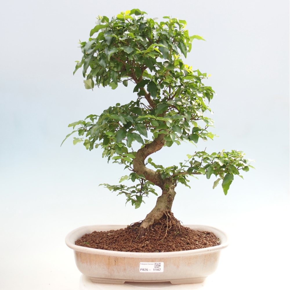 Bonsaï de chambre -Ligustrum chinensis - Bec d'oiseau