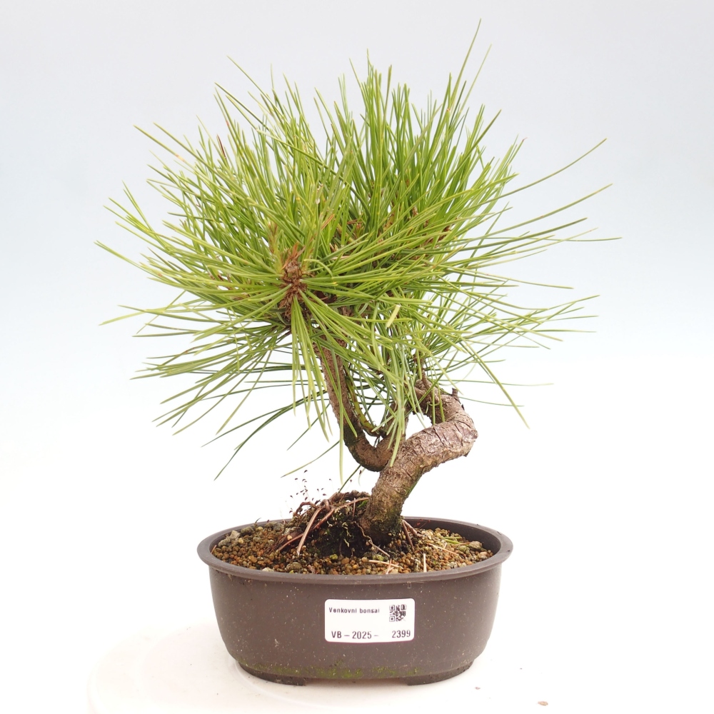 Bonsaï d'extérieur - Pinus thunbergii - Pin de Thunberg