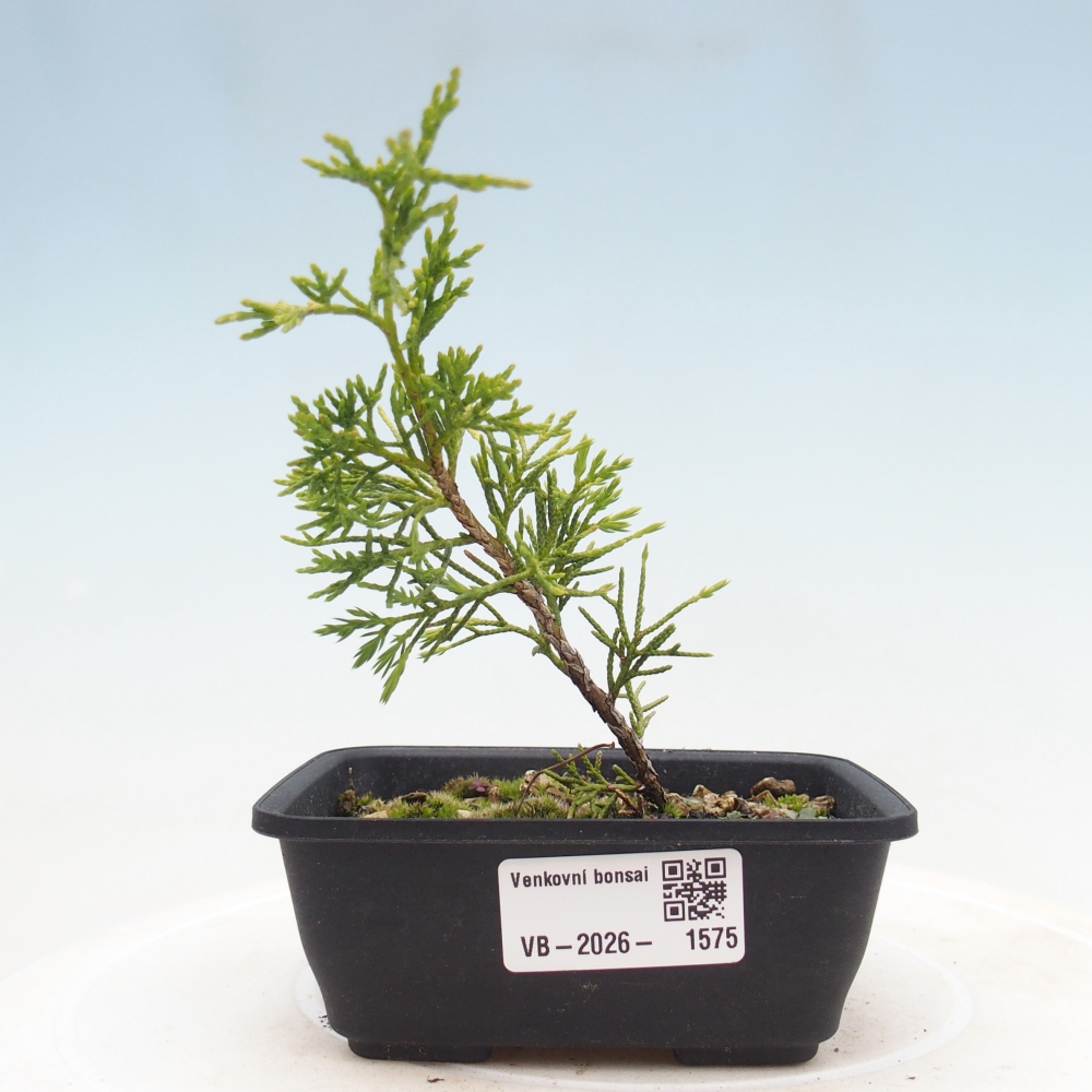 Bonsaï d'extérieur - Juniperus chinensis Itoigawa