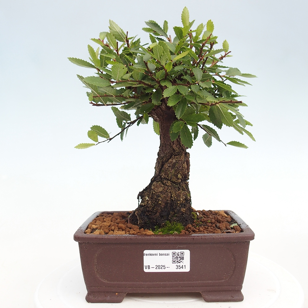 Bonsaï d'extérieur - Zelkova - Zelkova NIRE
