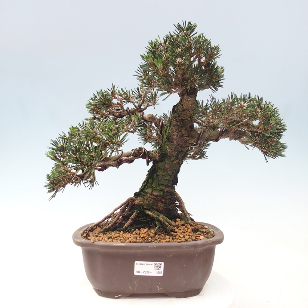 Bonsaï d'extérieur - Pinus thunbergii Kotobuki - Pin de Thunberg