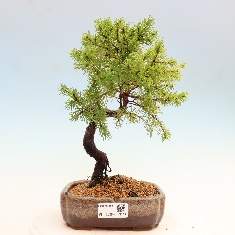 Bonsaï d'extérieur - Épicéa glauque - Picea glauca globe