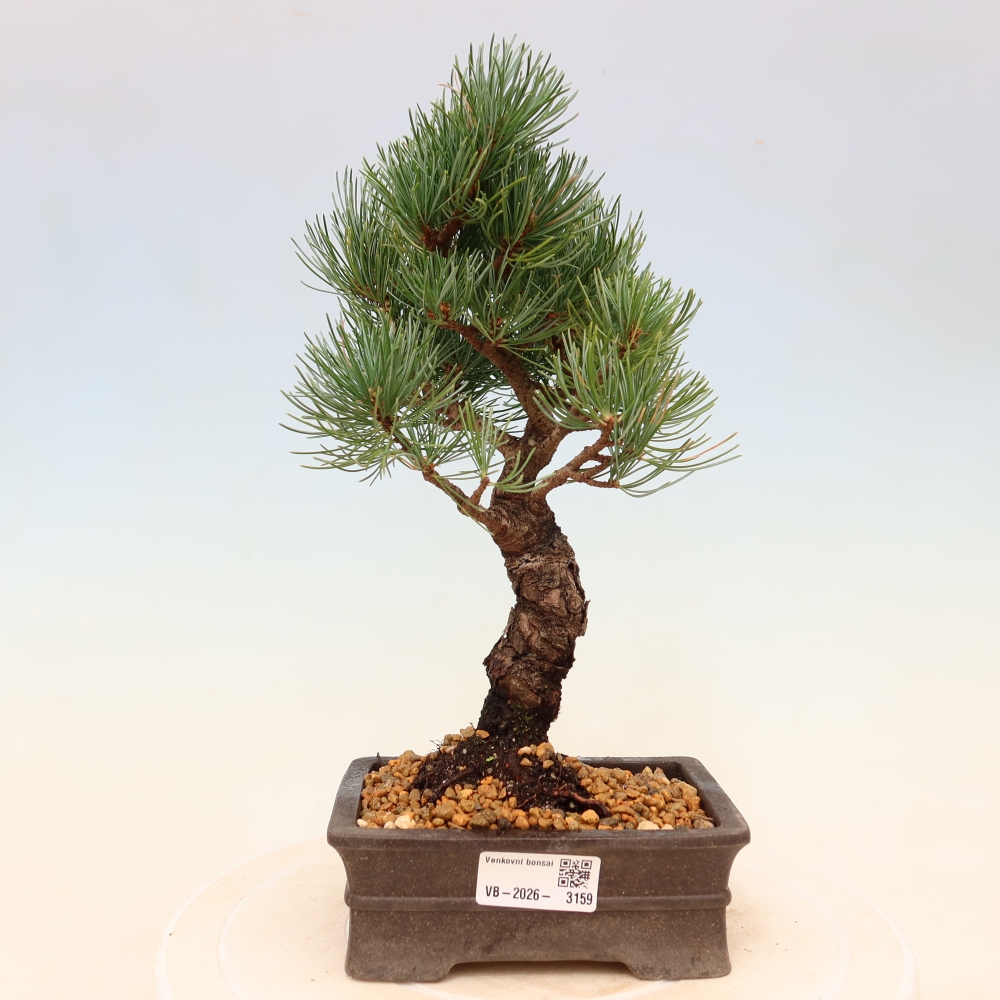 Bonsaï d'extérieur - Pinus parviflora - Pinus parviflora