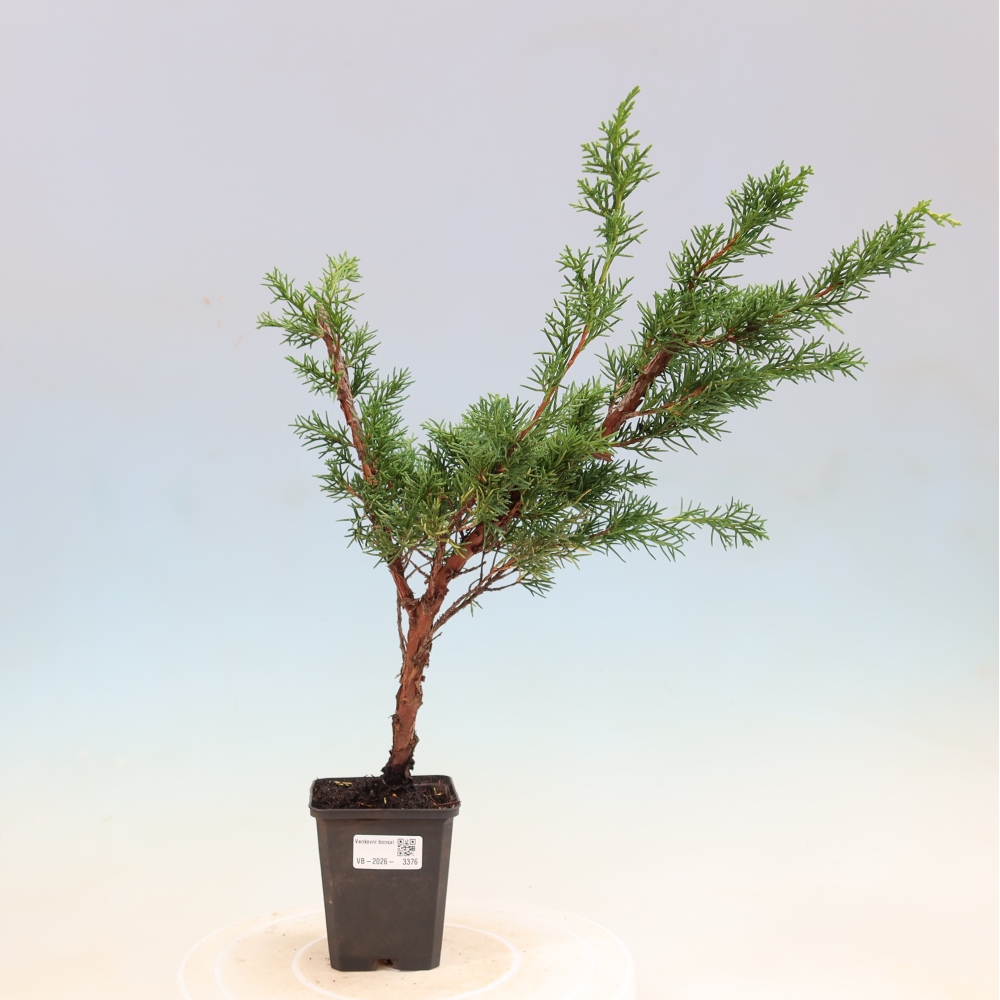 Bonsaï d'extérieur - Juniperus chinensis Kishu