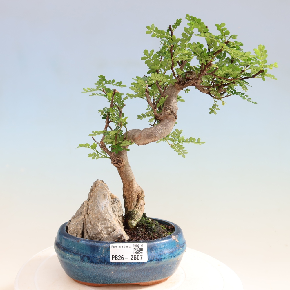 Salle bonsaï - Zantoxylum piperitum - arbre à poivre