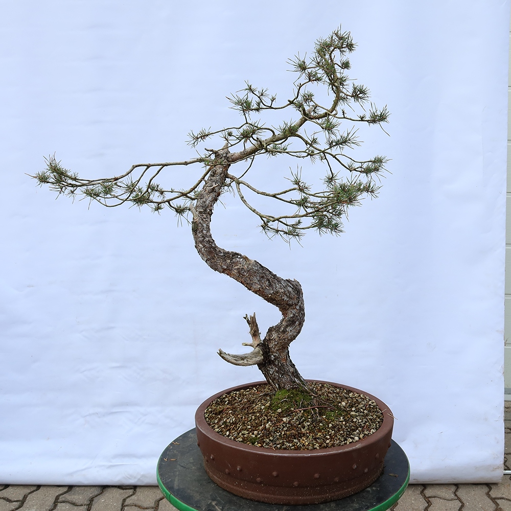 Pinus sylvestris Espagne - pin sylvestre