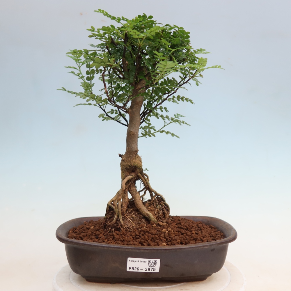 Salle bonsaï - Zantoxylum piperitum - arbre à poivre