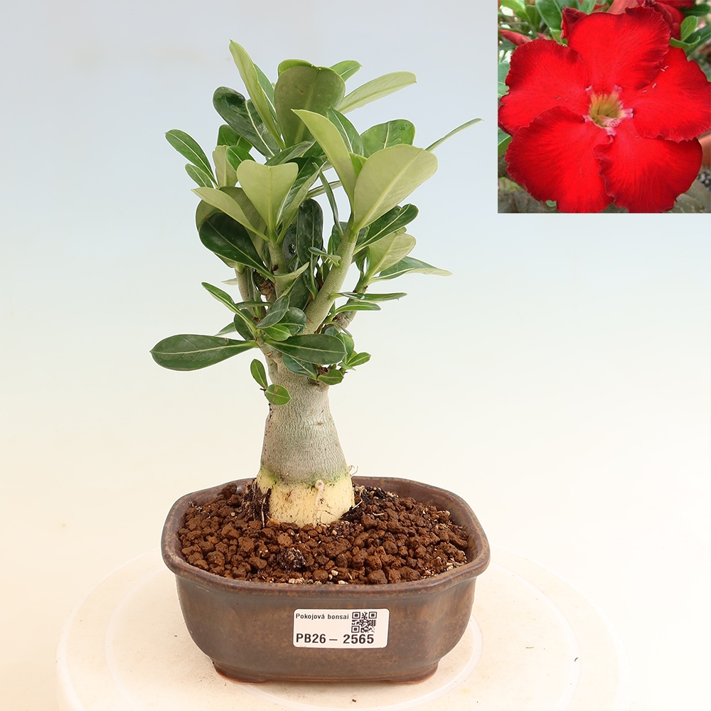 Bonsaï d'intérieur - Adenium obesum Red Star - Rose du désert