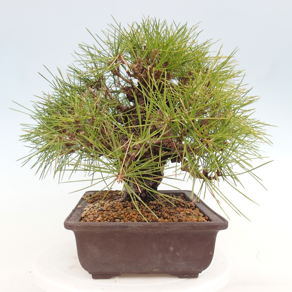 Bonsaï d'extérieur - Pinus thunbergii - Pin de Thunberg