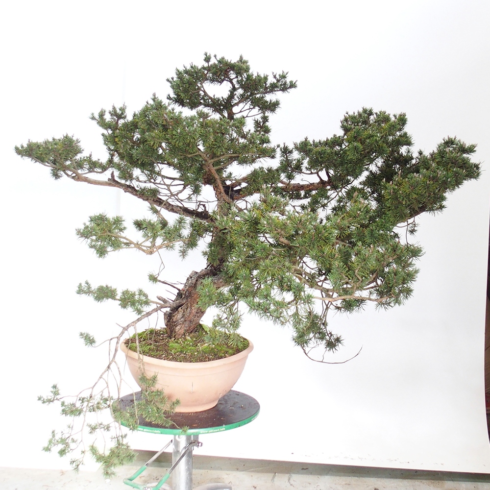 Yamadori - Pinus sylvestris Espagne