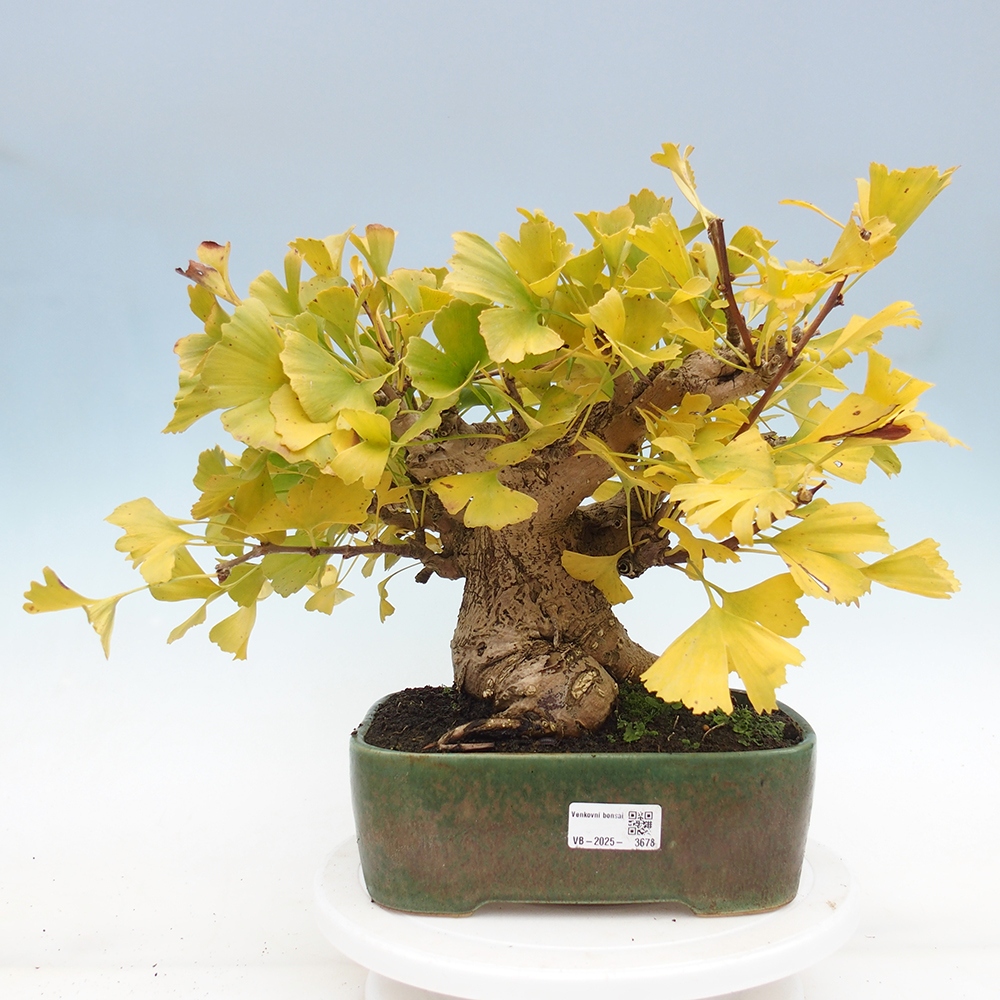 Bonsaïs d'extérieur - Ginkgo biloba - Ginkgo biloba