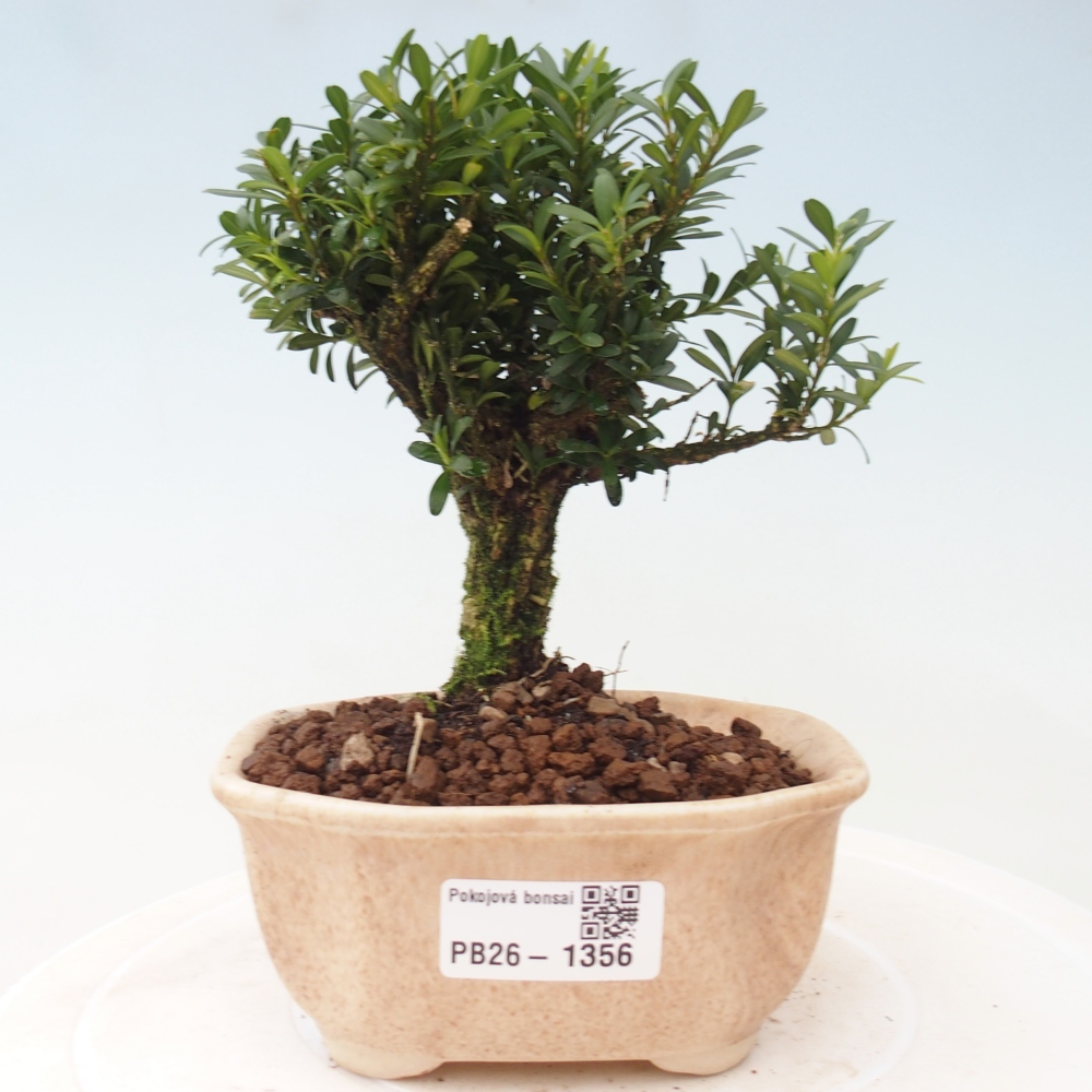 Bonsaï de chambre - Buxus harlandii - buxus liège