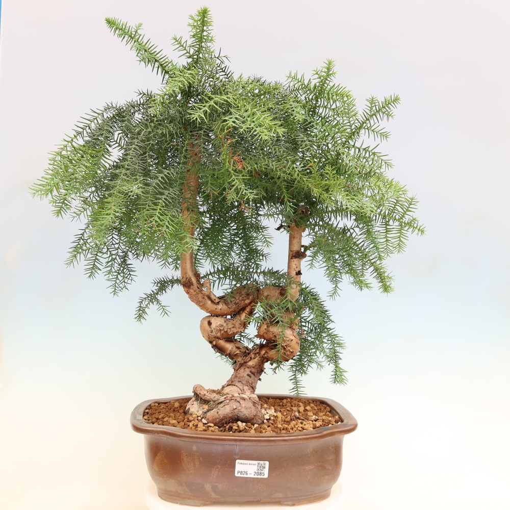 Bonsaï de chambre - Araucaria - épicéa de chambre