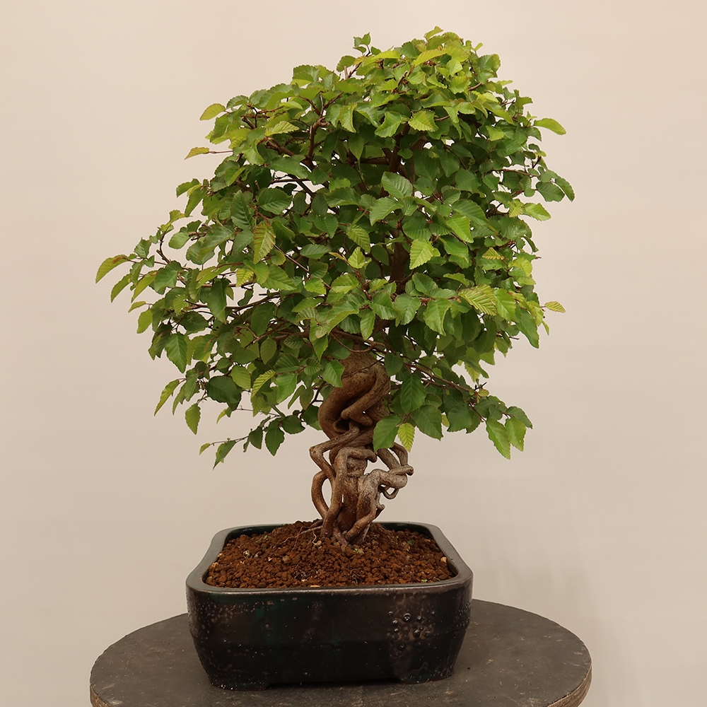 Bonsaï d'extérieur -Carpinus Coreana - Charme de Corée