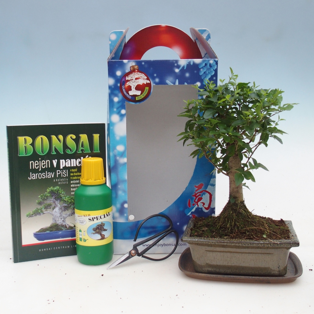 Bonsaï de chambre en boîte cadeau Ligustrum chinensis - Bec d'oiseau