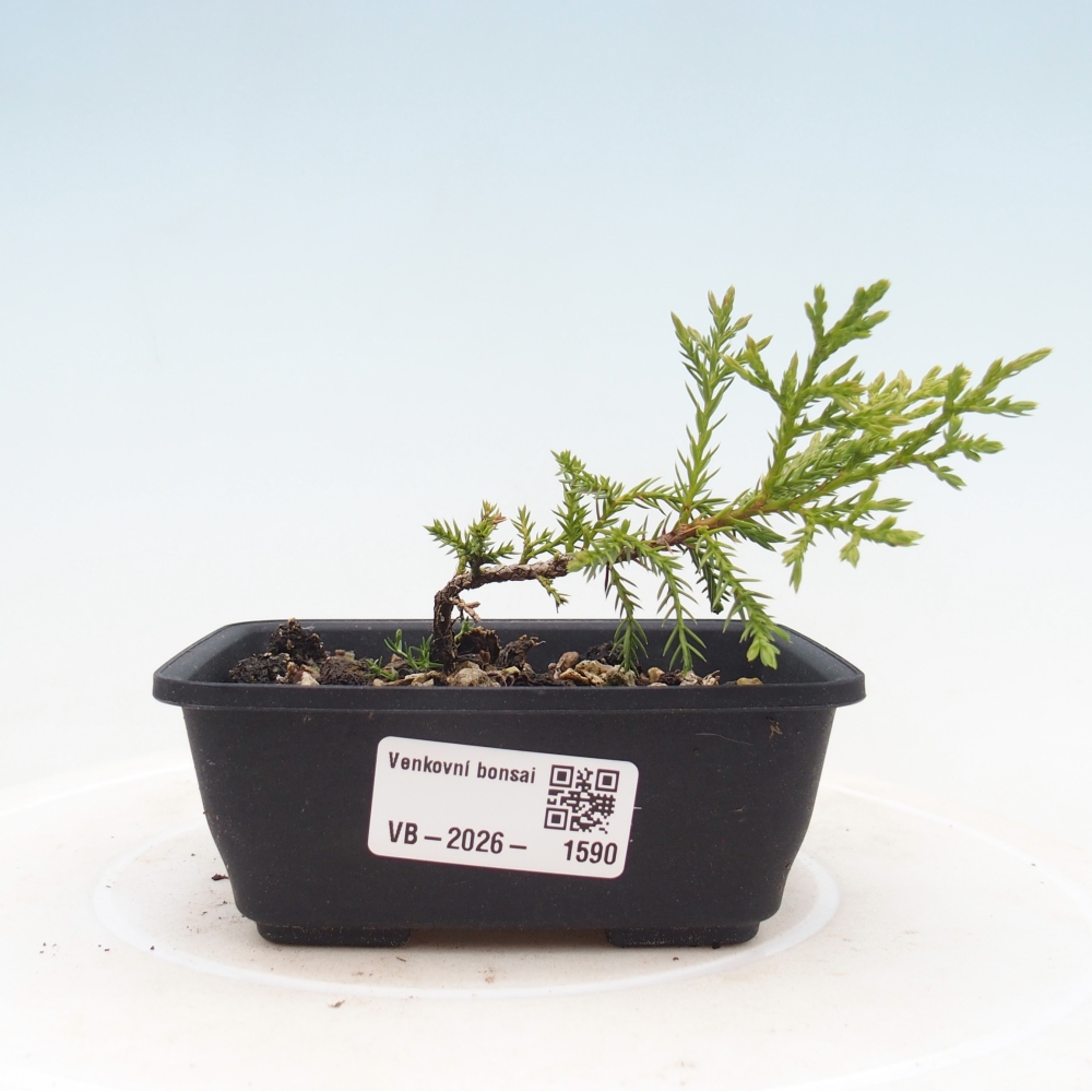 Bonsaï d'extérieur - Juniperus chinensis Itoigawa