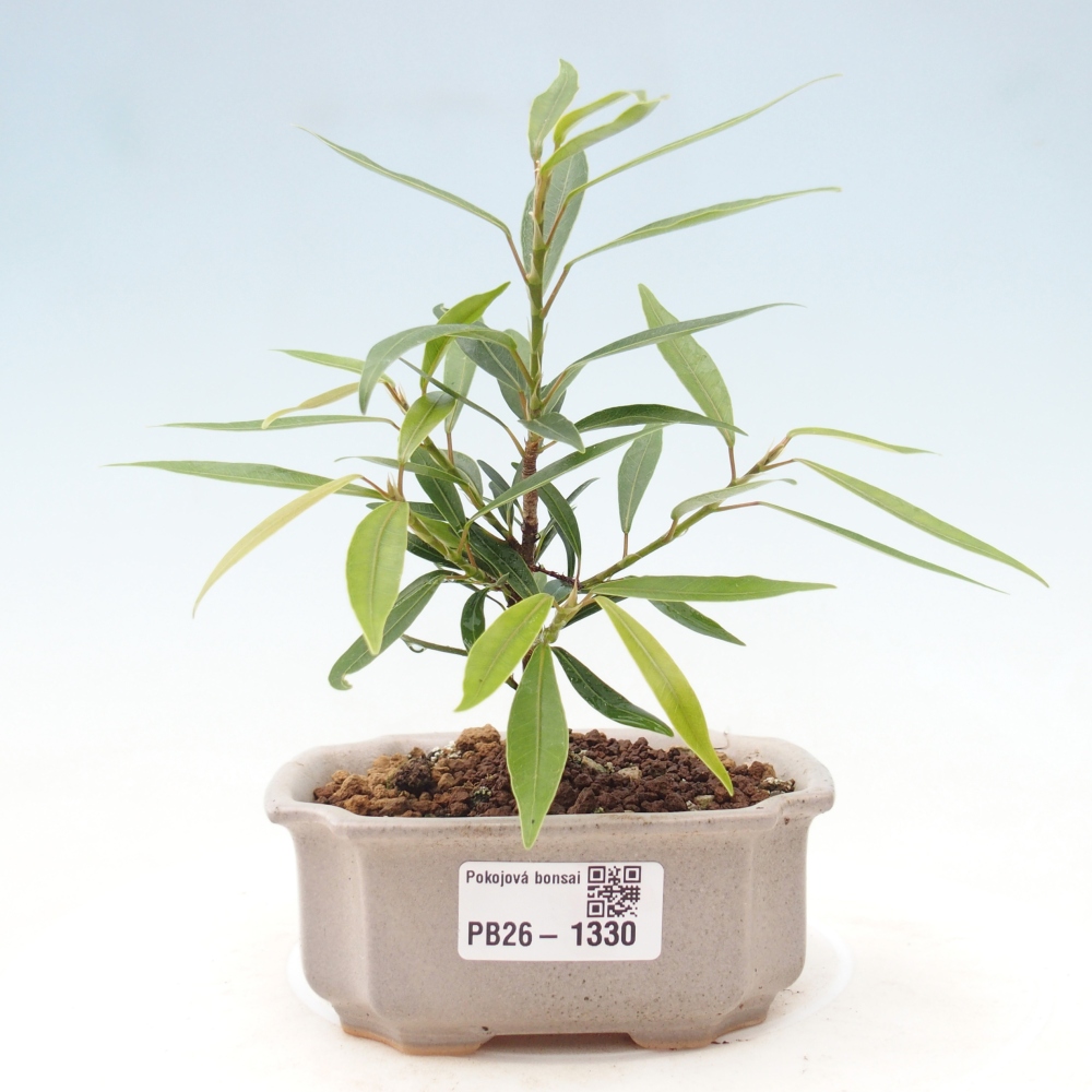 Salle bonsaï - Ficus nerifolia - ficus à petites feuilles