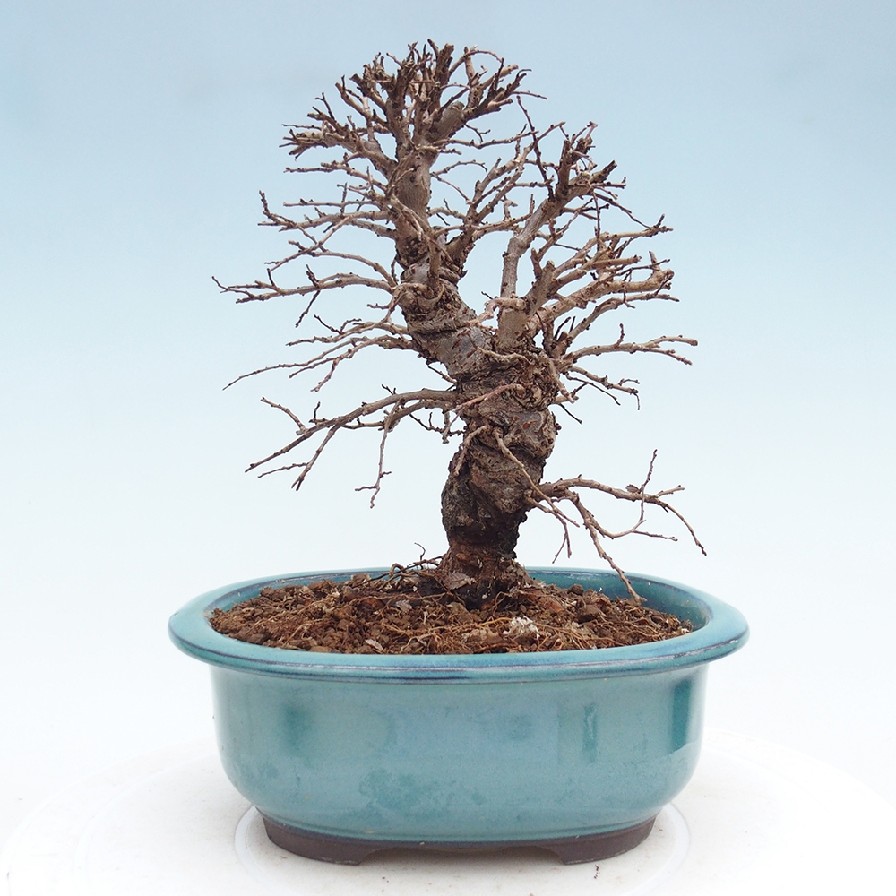 Bonsaï d'extérieur - Zelkova - Zelkova NIRE