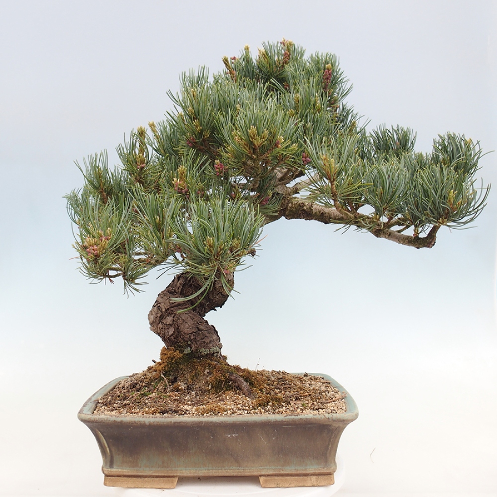 Bonsaï d'extérieur - Pinus parviflora - Pinus parviflora