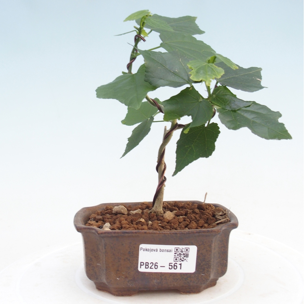 Bonsaï d'intérieur - Malvaviscus arboreus