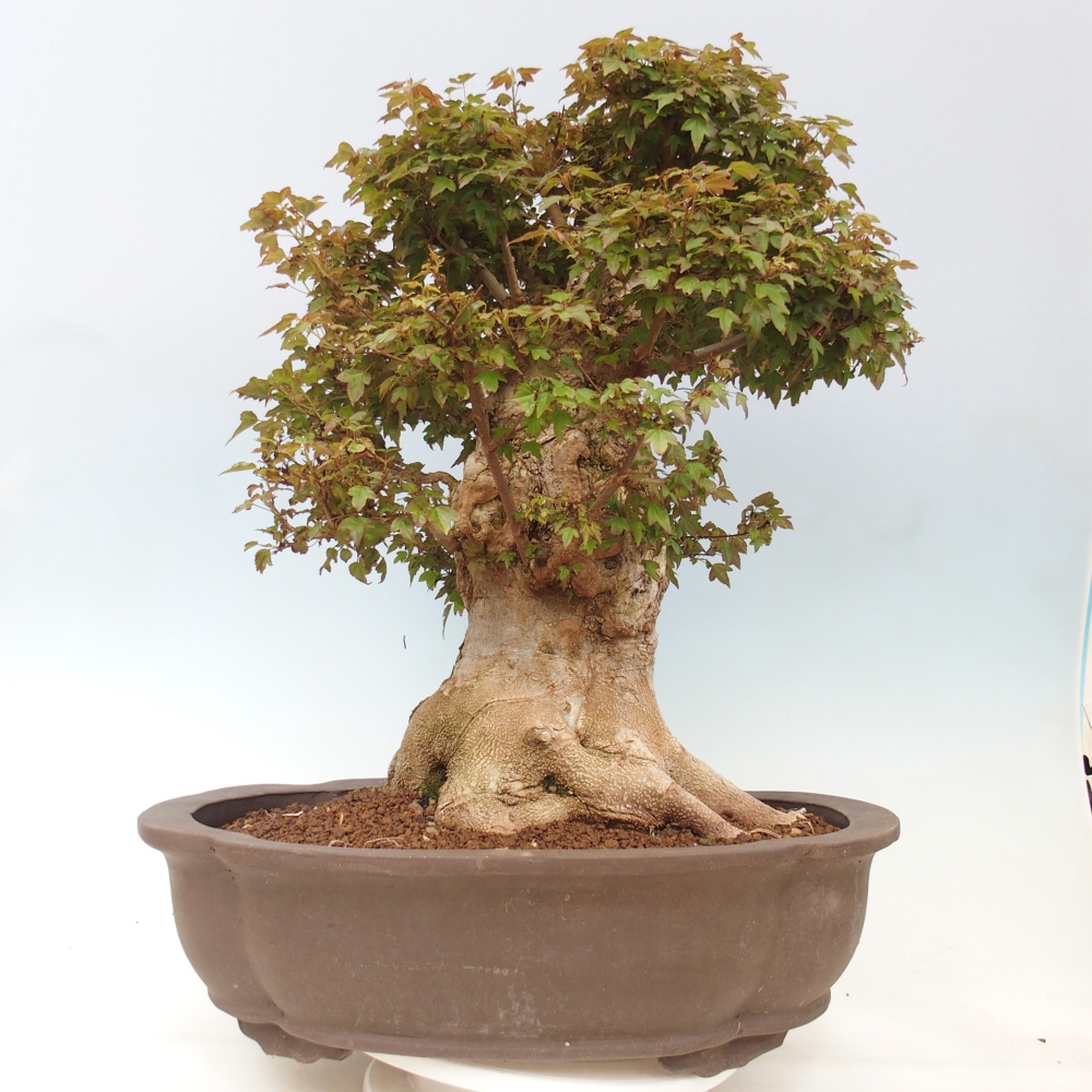 Bonsaï d'extérieur - Acer Buergerianum - Burger Maple