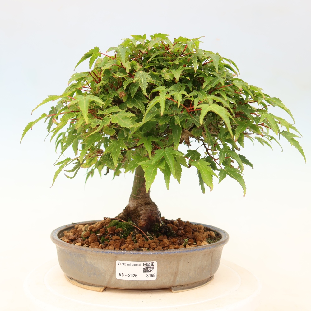 Acer palmatum KIOHIME - Érable palmé