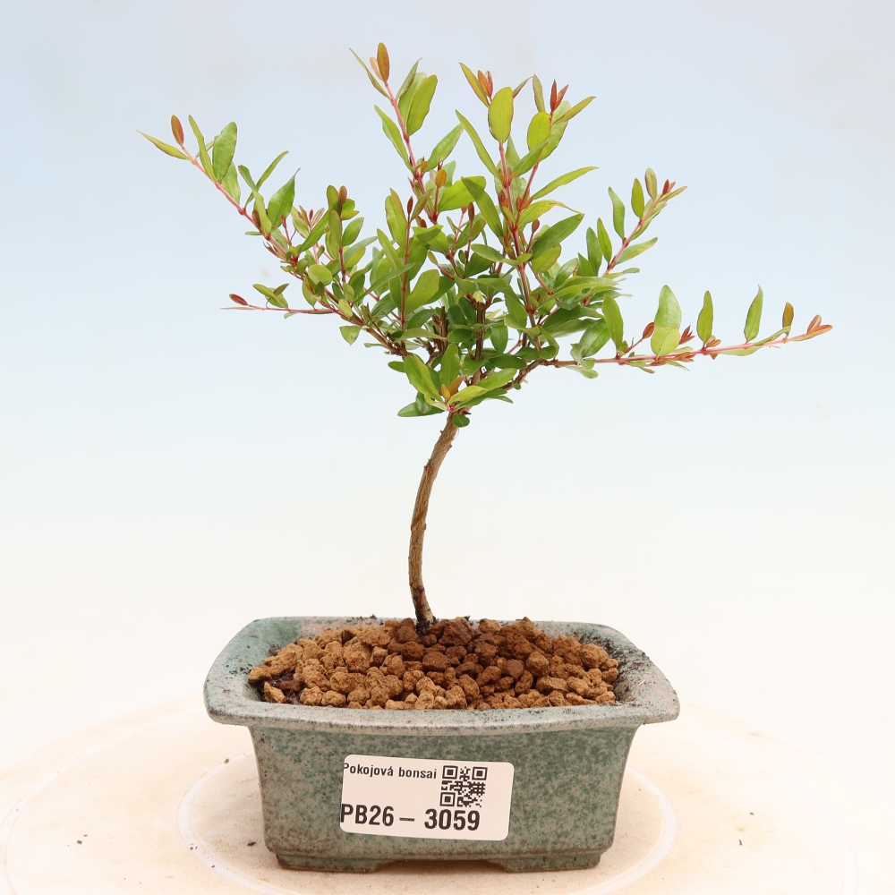 Bonsaï de chambre-PUNICA granatum nana-Pomme grenat