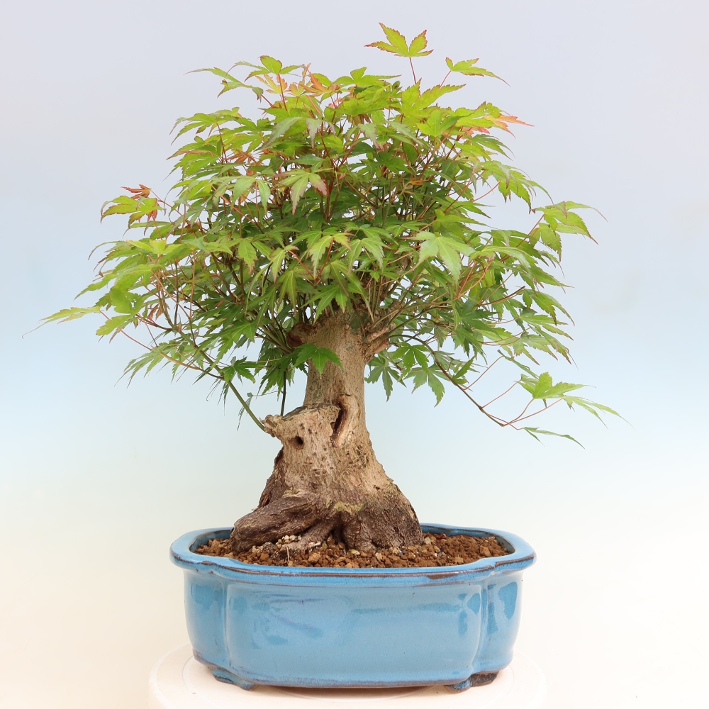 Bonsaï d'extérieur - Maple Burger - Acer Burgerianum