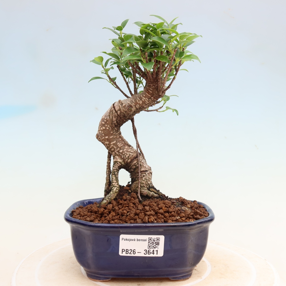 Salle bonsaï - Ficus kimmen - ficus à petites feuilles