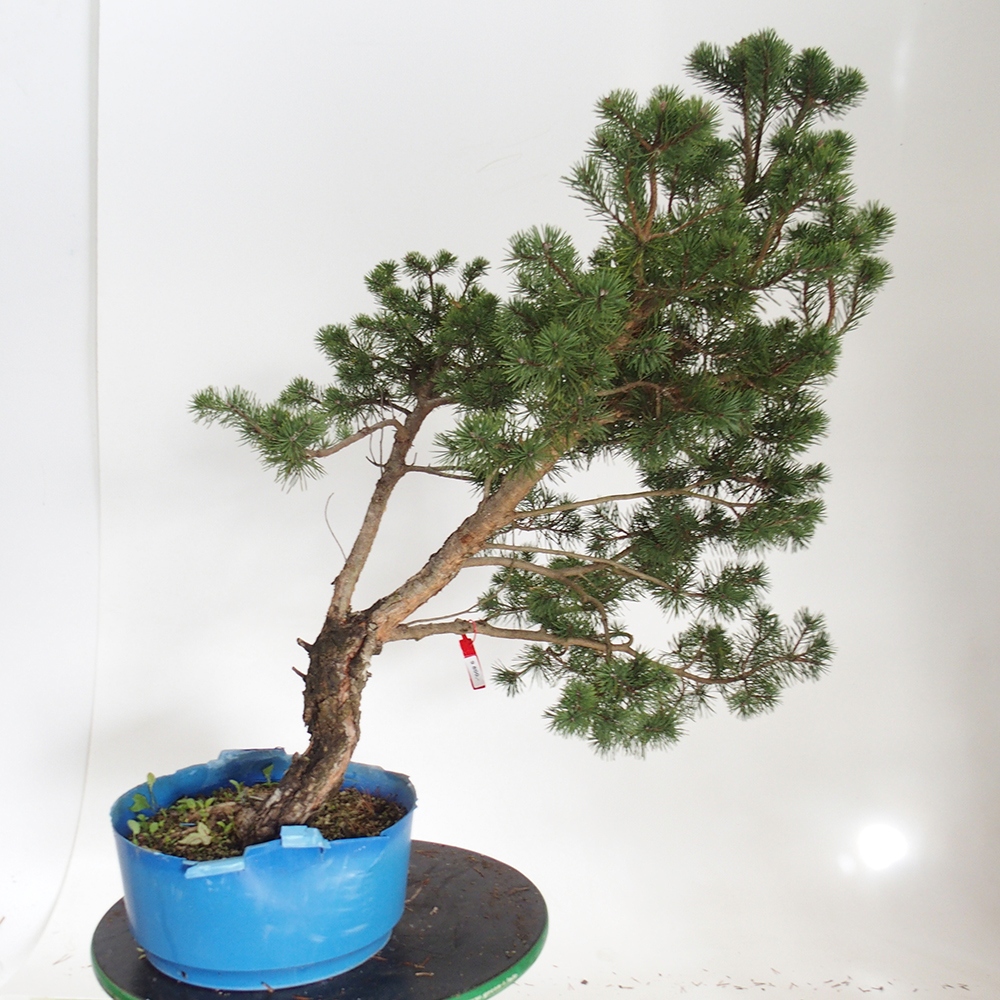 Yamadori - Pinus sylvestris Espagne