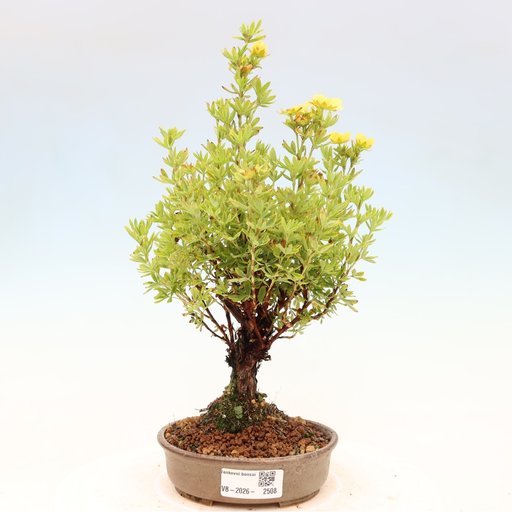 Bonsaï d'extérieur - Potentila fruticosa