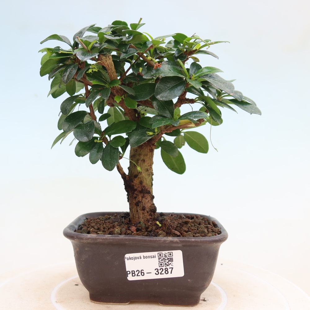 Bonsaï de chambre - Carmona macrophylla - Tea fuki