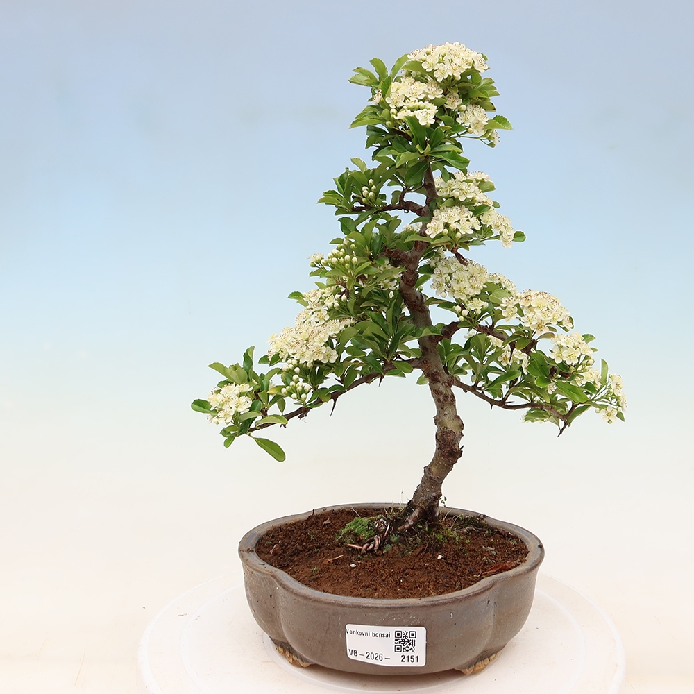 Bonsaï d'extérieur - Pyracantha teton - Pyracantha écarlate