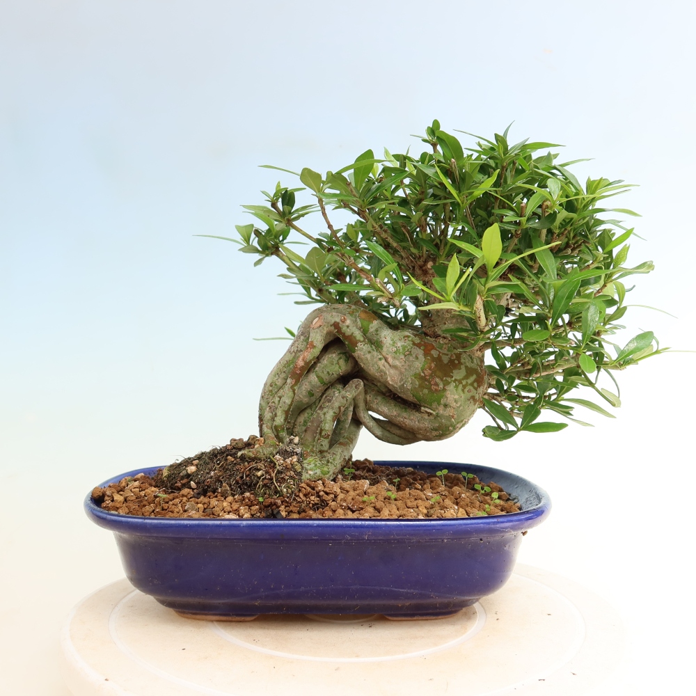 Bonsaï de chambre - Gardenia jasminoides-Gardenia