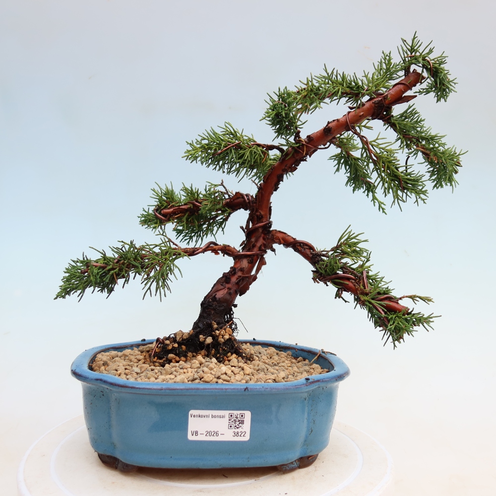 Bonsaï d'extérieur - Juniperus chinensis Kishu