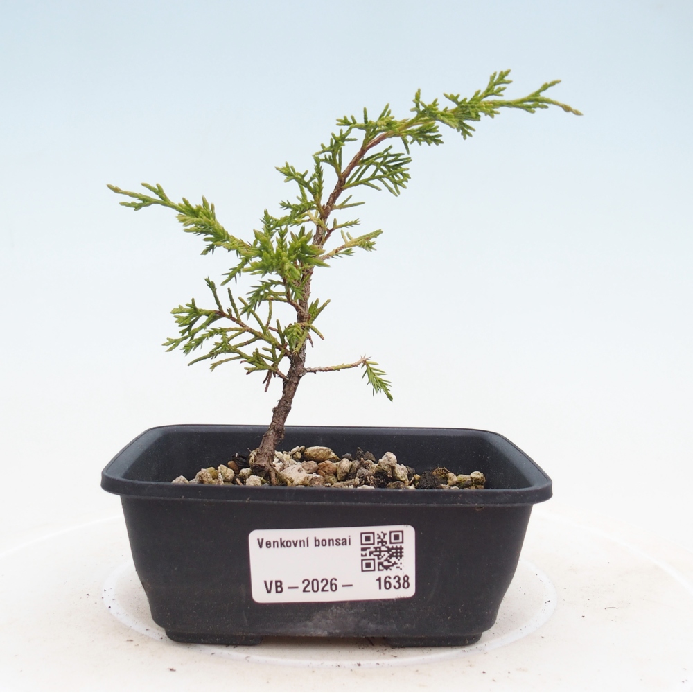 Bonsaï d'extérieur - Juniperus chinensis Itoigawa