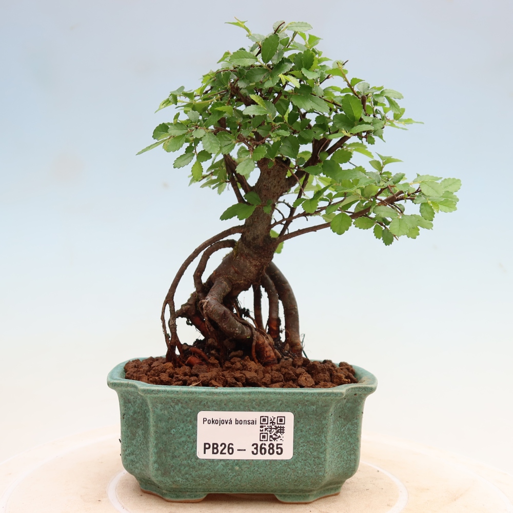 Bonsaï de chambre - Ulmus parvifolia - Orme à petites feuilles