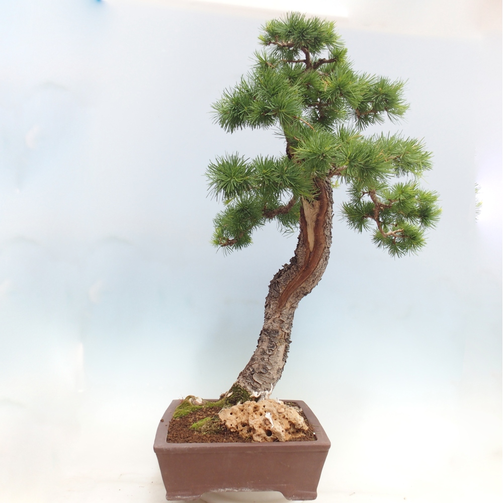 Bonsaï d'extérieur -Larix decidua - Mélèze