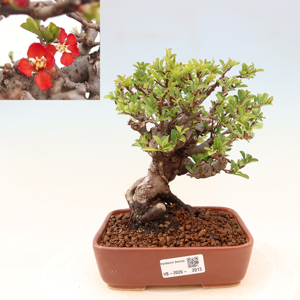 Bonsaï d'extérieur - Chaneomeles speciosa Chojubai