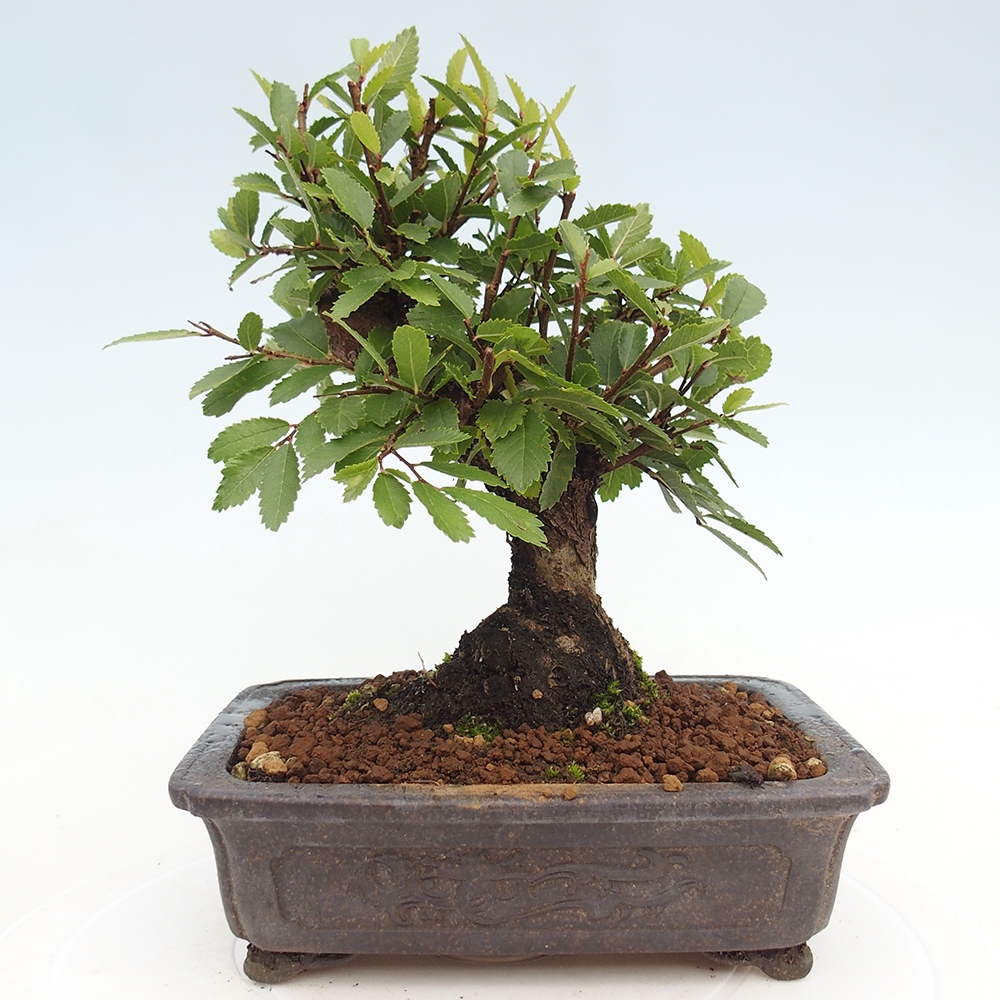 Bonsaï d'extérieur - Zelkova - Zelkova NIRE