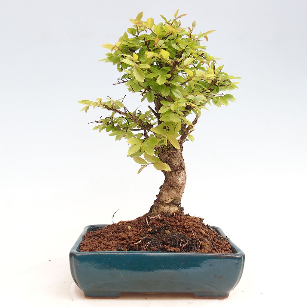 Bonsaï d'extérieur - Zelkova - Zelkova NIRE