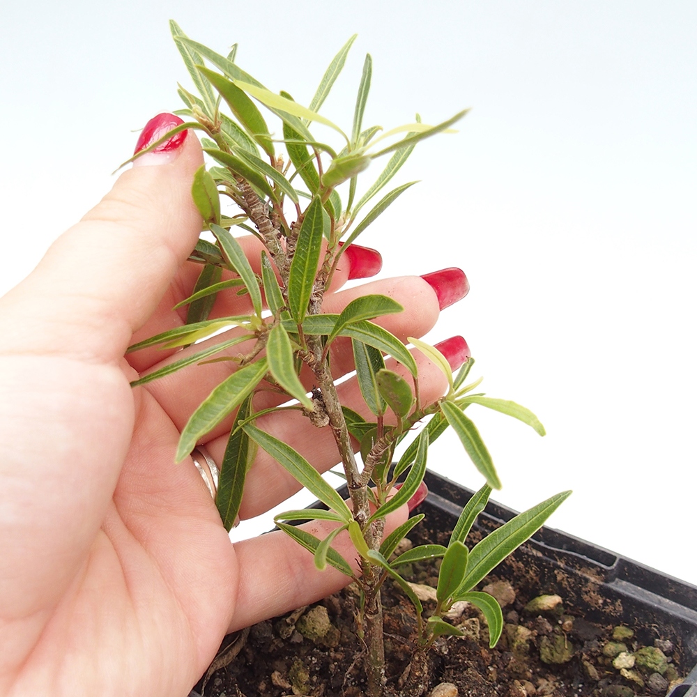 Salle bonsaï - Ficus nerifolia - ficus à petites feuilles en conteneur