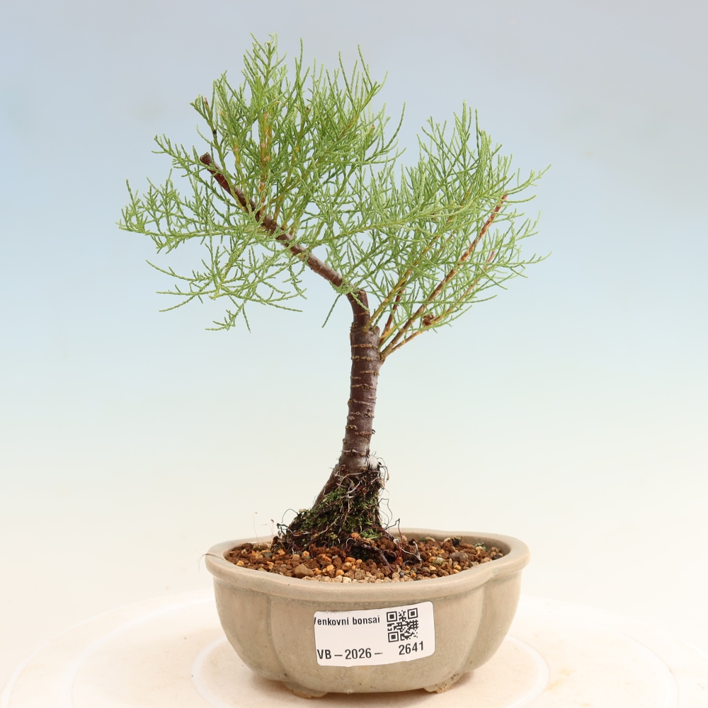 Bonsaïs d'extérieur - Tamaris - Tamarix